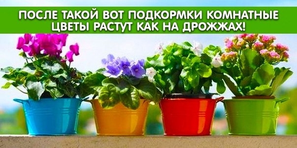 ПОДКОРМКА, ОТ КОТОРОЙ КОМНАТНЫЕ ЦВЕТЫ РАСТУТ &laquo;КАК НА ДРОЖЖАХ&raquo;