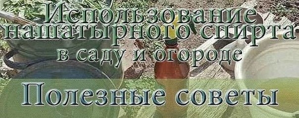 Нашатырь на даче