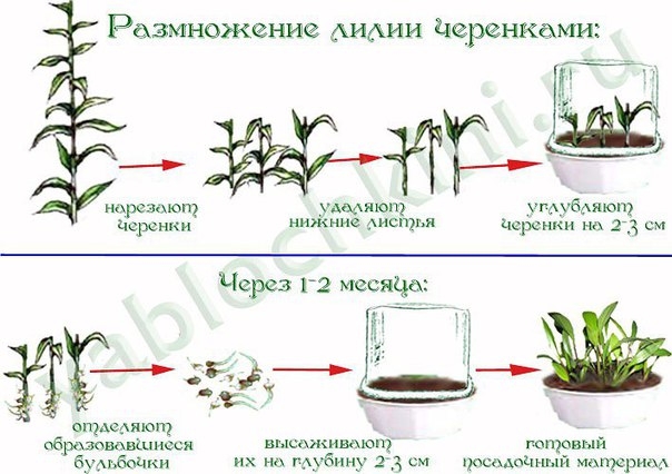 РАЗМНОЖЕНИЕ ЛИЛИИ ЧЕРЕНКАМИ РАЗМНОЖЕНИЕ ЛИЛИИ ЧЕРЕНКАМИ