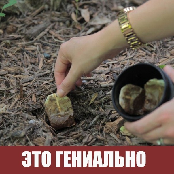 14 неожиданных способов применения чайного пакетика