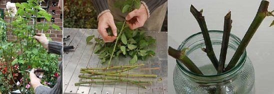 Черенкуем розы &ndash; 7 полезных советов