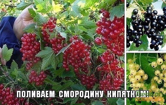 КОГДА ПОЛИВАТЬ КИПЯТКОМ КУСТАРНИКИ