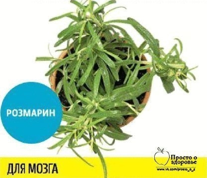 Какую зелень можно выращивать круглый год на подоконнике, чтобы быть здоровым?