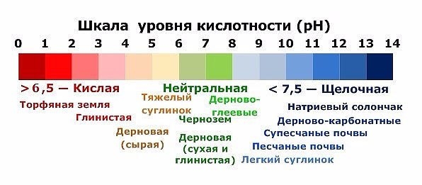 КАК БЫСТРО ОПРЕДЕЛИТЬ КИСЛОТНОСТЬ ПОЧВЫ НА УЧАСТКЕ+ШКАЛАСохраните, чтобы не потерять!