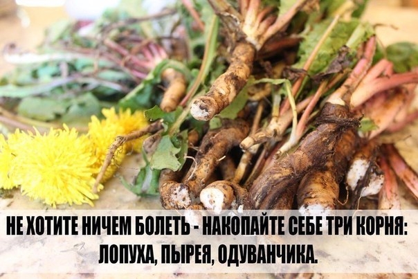 Я ВСЕГДА ГОВОРЮ "НЕ ХОТИТЕ НИЧЕМ БОЛЕТЬ - НАКОПАЙТЕ СЕБЕ ТРИ КОРНЯ - ЛОПУХА, ПЫРЕЯ, ОДУВАНЧИКА.