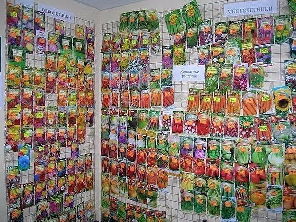 СКОЛЬКО ЛЕТ СЕМЕНА СОХРАНЯЮТ ВСХОЖЕСТЬ?