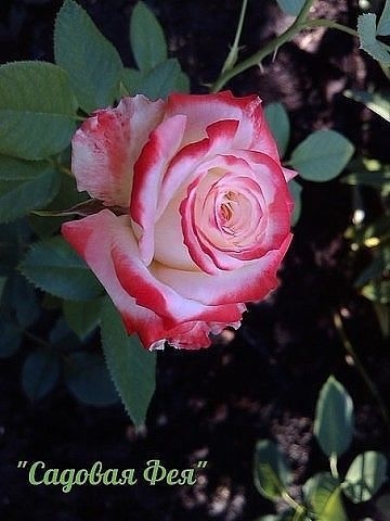 РАЗМНОЖАЕМ РОЗЫ ЧЕРЕНКАМИ