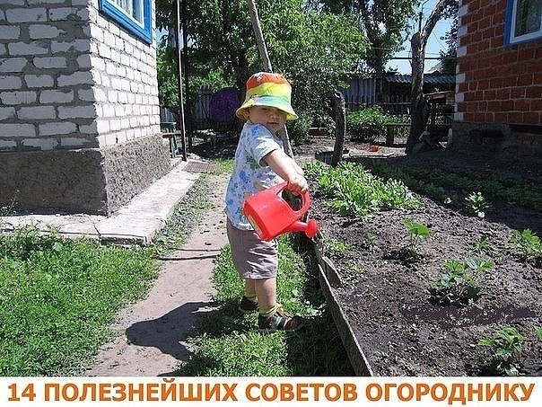 14 полезнейших советов огороднику! 14 полезнейших советов огороднику!