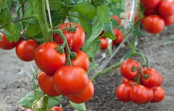 САМЫЕ ВКУСНЫЕ, САМЫЕ ЛЮБИМЫЕ&hellip; МОИ ЗАПОВЕДИ ВЫРАЩИВАНИЯ ТОМАТОВ