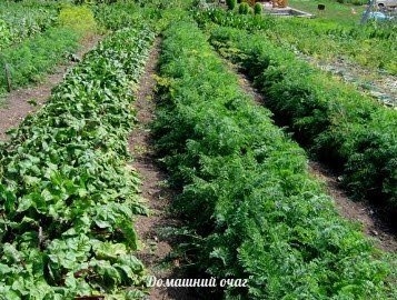 ОГОРОД ПО МИТЛАЙДЕРУ