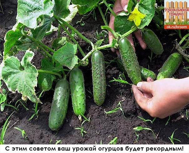 Простой и доступный СЕКРЕТ выращивания большого урожая ОГУРЦОВ.