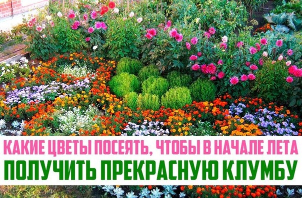 Какие цветы посеять, чтобы в начале лета получить прекрасную клумбу
