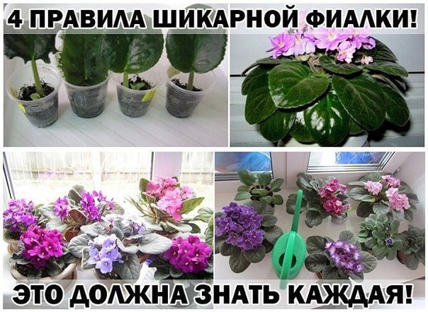 ПРАВИЛА ШИКАРНОЙ ФИАЛКИ!