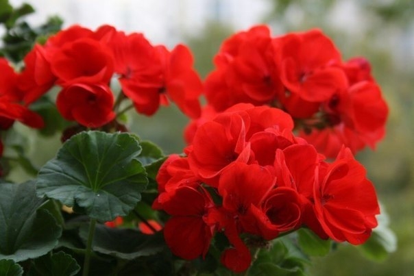 9 недугов, которые лечит герань 9 недугов, которые лечит герань