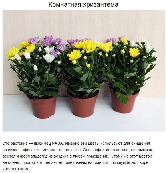 9 комнатных растений, которые отлично очищают воздух.