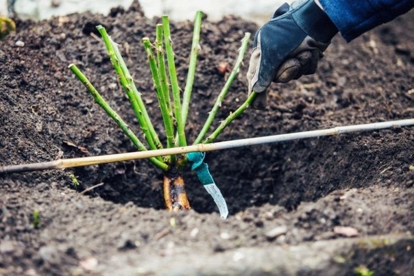 5 ВАРИАНТОВ ПОСАДКИ РОЗ