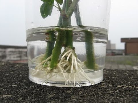Укоренить розу из подаренного букета очень просто!