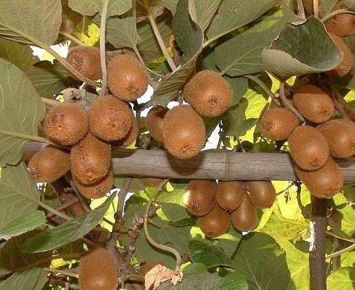 Как вырастить киви дома.