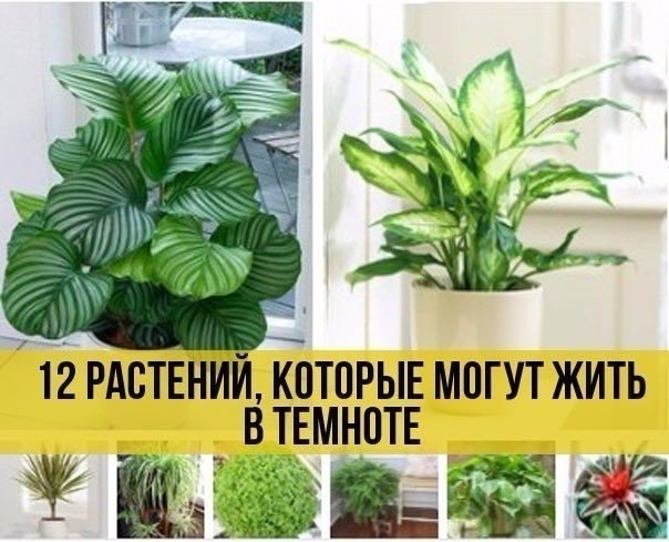 12 домашних растений, которые могут выжить даже в самом темном углу