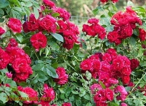 РАЗМНОЖАЕМ РОЗЫ ЧЕРЕНКАМИ. МАСТЕР-КЛАСС.