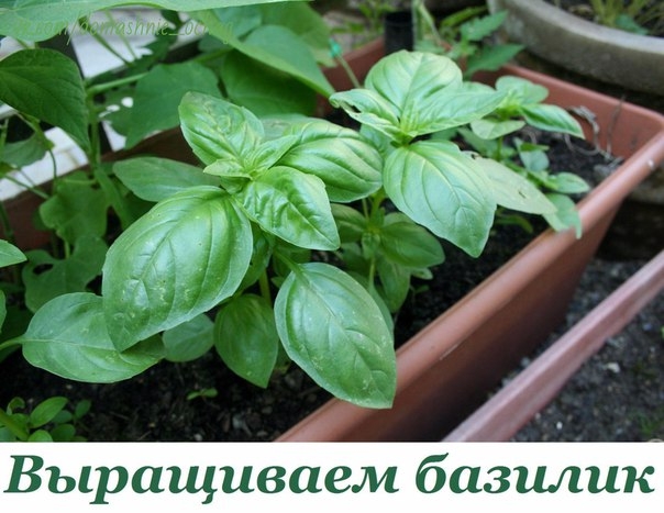 8 правил выращивания базилика в горшках: секреты огородника. 8 правил выращивания базилика в горшках: секреты огородника.