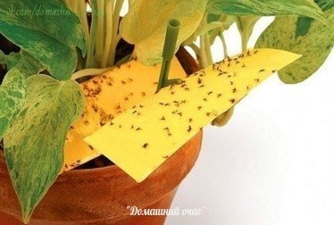 КАК ИЗБАВИТЬСЯ ОТ ЦВЕТОЧНЫХ МОШЕК.