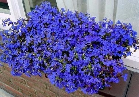 Лобелия – кусочек неба в цветнике Лобелия – кусочек неба в цветнике