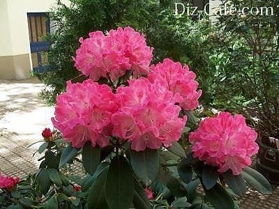 Выращиваем рододендроны: нюансы посадки и ухода, все про размножение