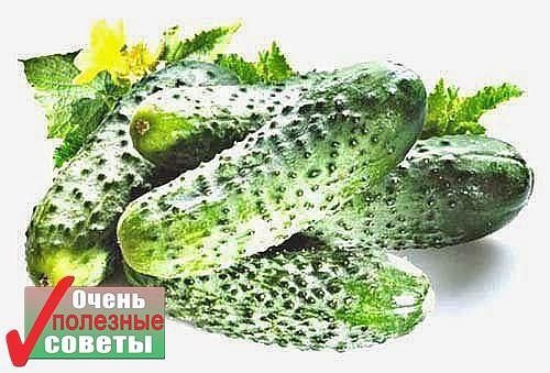 БЕСЦЕННЫЙ ОГУРЕЦ