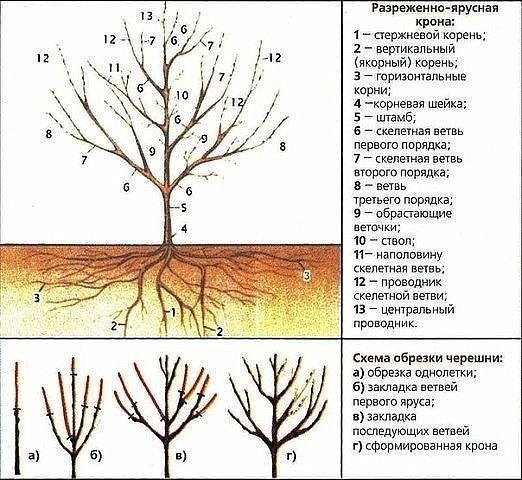 ОБРЕЗКА ВИШНИ И ЧЕРЕШНИ ОСЕНЬЮ!!! ОБРЕЗКА ВИШНИ И ЧЕРЕШНИ ОСЕНЬЮ!!!