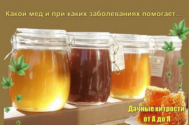 СОВЕТ 1 : КАКОЙ МЕД И ПРИ КАКИХ ЗАБОЛЕВАНИЯХ ПОМОГАЕТ?