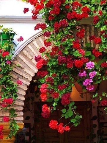 ЧТОБЫ ГЕРАНЬ ВСЕГДА РАДОВАЛА ЦВЕТЕНИЕМ, НУЖНА 1 КАПЛЯ ЙОДА... ЧТОБЫ ГЕРАНЬ ВСЕГДА РАДОВАЛА ЦВЕТЕНИЕМ, НУЖНА 1 КАПЛЯ ЙОДА...