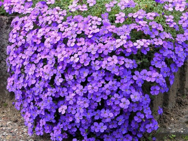 Обриета - яркий красочный ковер из розовых, малиновых, фиолетовых цветов Обриета - яркий красочный ковер из розовых, малиновых, фиолетовых цветов