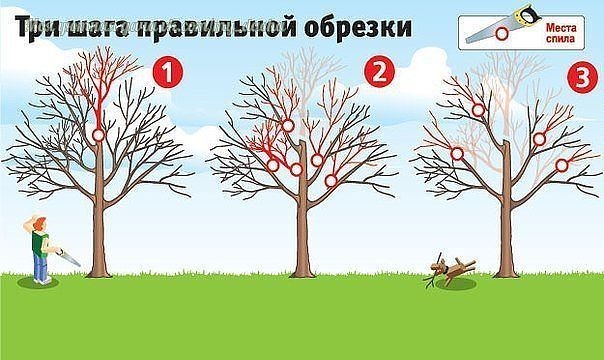 КАК ВЕРНУТЬ ДЕРЕВЬЯМ БЫЛУЮ СИЛУ. ТРИ ШАГА ПРАВИЛЬНОЙ ОБРЕЗКИ КАК ВЕРНУТЬ ДЕРЕВЬЯМ БЫЛУЮ СИЛУ. ТРИ ШАГА ПРАВИЛЬНОЙ ОБРЕЗКИ