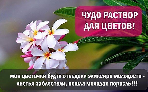 ЧУДО РАСТВОР ДЛЯ ЦВЕТОВ. ЧУДО РАСТВОР ДЛЯ ЦВЕТОВ.
