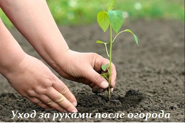 РУКИ ПОСЛЕ ОГОРОДА РУКИ ПОСЛЕ ОГОРОДА