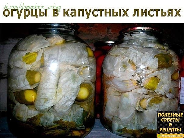 Вы делали кто нибудь такую закатку, как огурцы в капустных листьях ? Сохраните, чтобы не потерять. Е