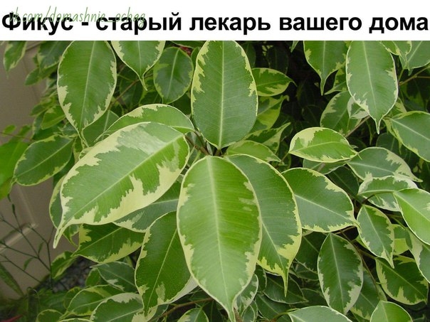 : Фикус - старый лекарь вашего дома