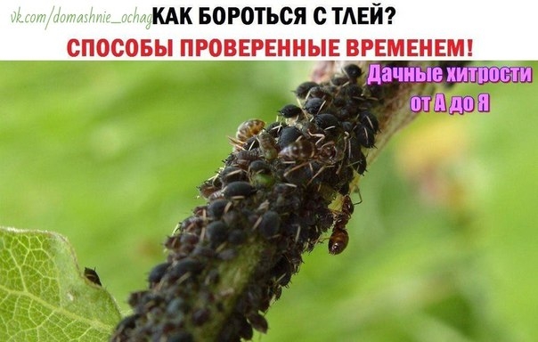 КАК БОРОТЬСЯ С ТЛЁЙ