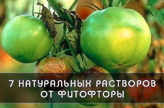 ФИТОФТОРА: КАК ИЗБАВИТЬ ТОМАТЫ ОТ ЗЛОСТНОГО НЕДУГА Сохраните, чтобы не потерять!