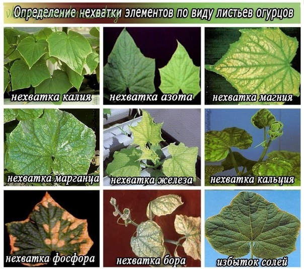 Симптомы нехватки микроэлементов у огурцов Симптомы нехватки микроэлементов у огурцов