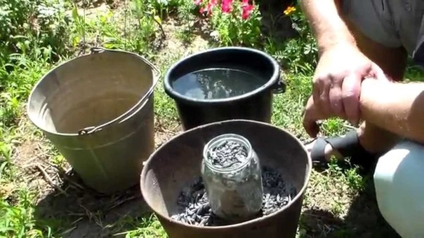 Зола чудо помощница или защита от всех огородных напастей. Зола чудо помощница или защита от всех огородных напастей.