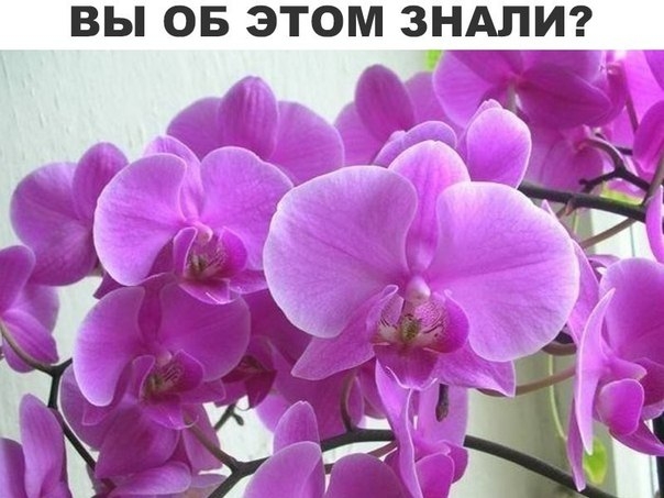 Почему у орхидеи гниют корни? Почему у орхидеи гниют корни?