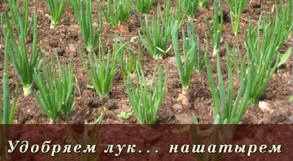 Удобряем лук... нашатырем. Удобряем лук... нашатырем.