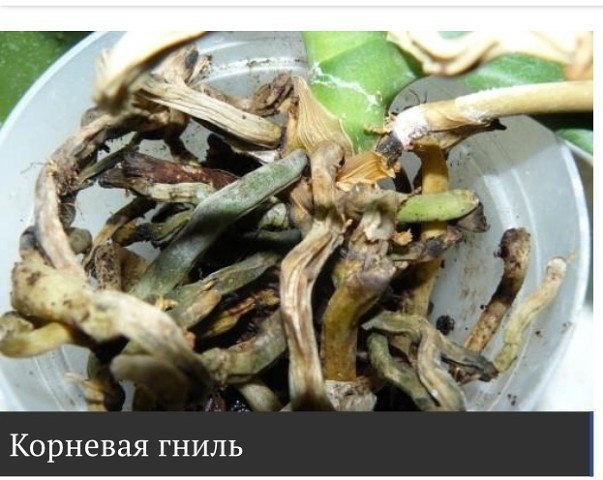 Корневая гниль Корневая гниль