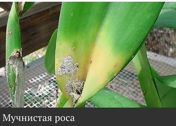 Мучнистая роса Мучнистая роса