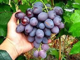 Как ускорить созревание винограда? Как ускорить созревание винограда?