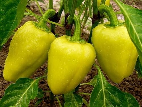 ЧТОБЫ ПЕРЦЫ БЫЛИ КРЕПКИМИ