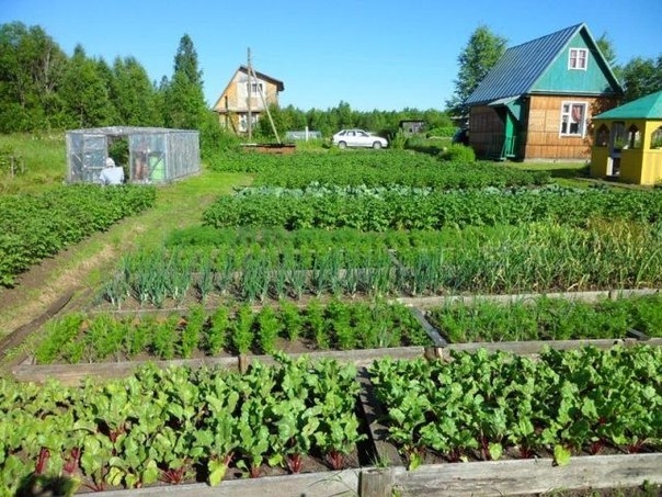 ПАМЯТКА ОГОРОДНИКА