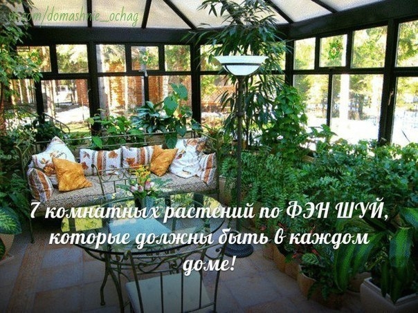 7 КОМНАТНЫХ РАСТЕНИЙ ПО ФЕН-ШУЙ, КОТОРЫЕ ДОЛЖНЫ БЫТЬ В КАЖДОМ ДОМЕ 7 КОМНАТНЫХ РАСТЕНИЙ ПО ФЕН-ШУЙ, КОТОРЫЕ ДОЛЖНЫ БЫТЬ В КАЖДОМ ДОМЕ
